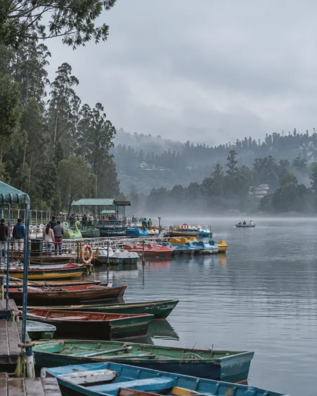 Rowing boats moored at the Ooty Lake boathouse on a misty morning, Tamil Nadu